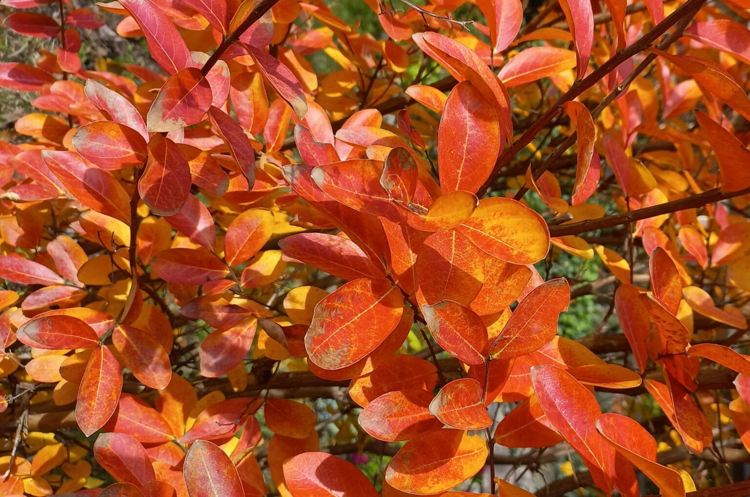 Herbstlich gefärbte Blätter