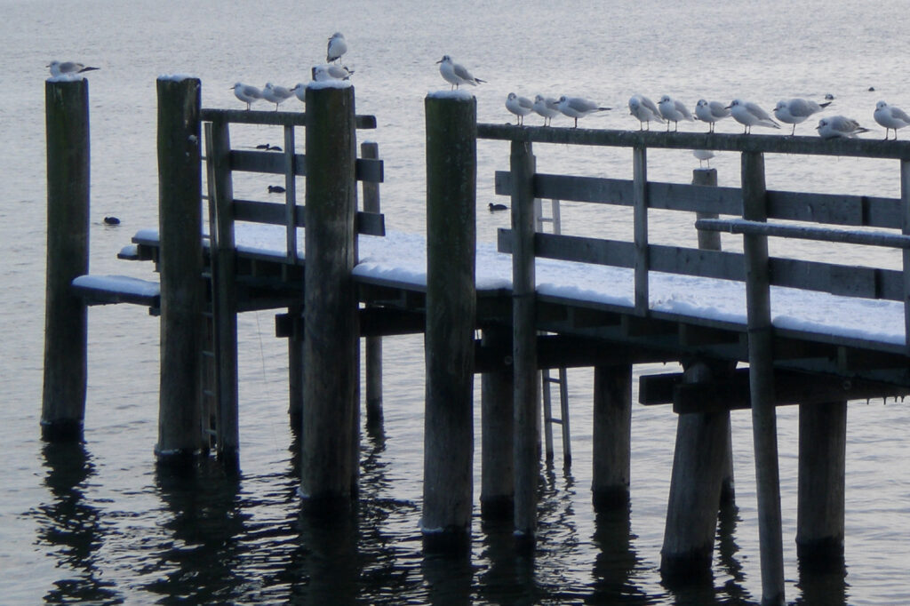 Holzsteg auf Wasser mit Schnee und Vögeln in Winterlandschaft