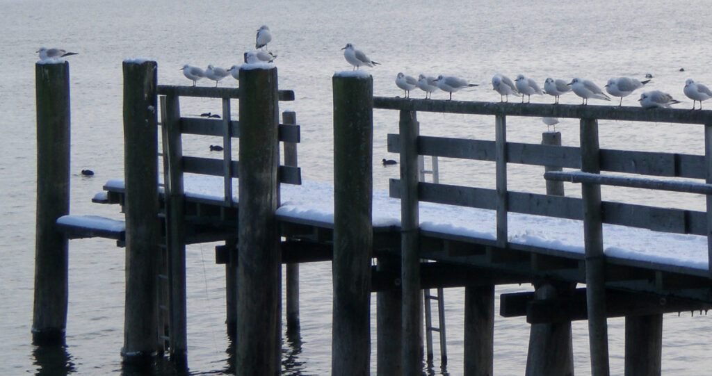 Holzsteg auf Wasser mit Schnee und Vögeln in Winterlandschaft