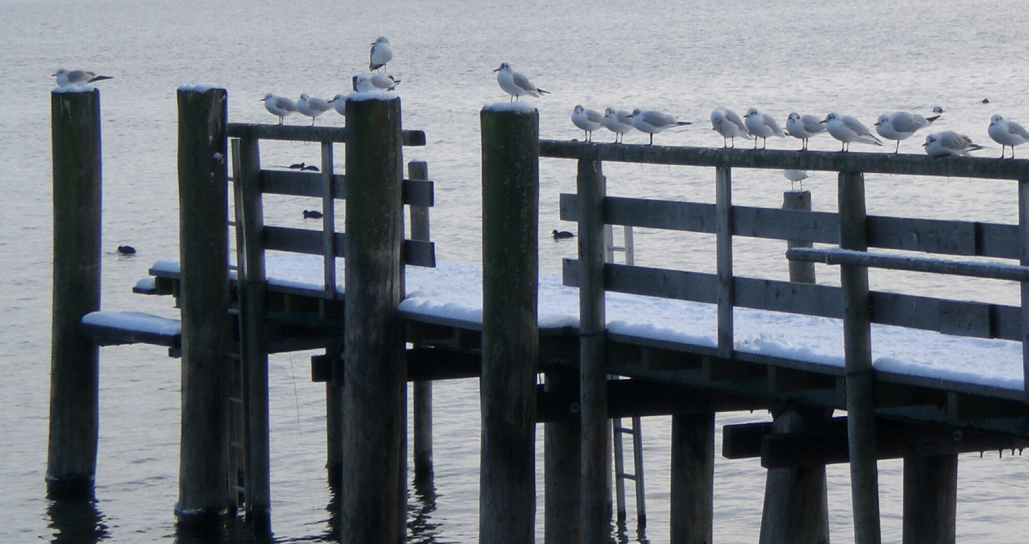 Holzsteg auf Wasser mit Schnee und Vögeln in Winterlandschaft
