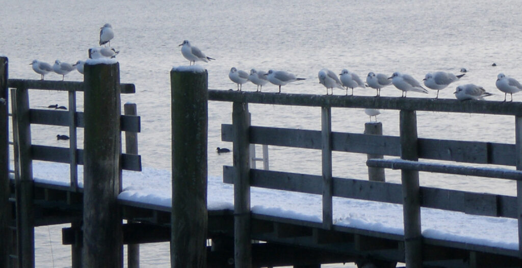 Möwen sitzen auf einem Pier am See und schauen in die Weite