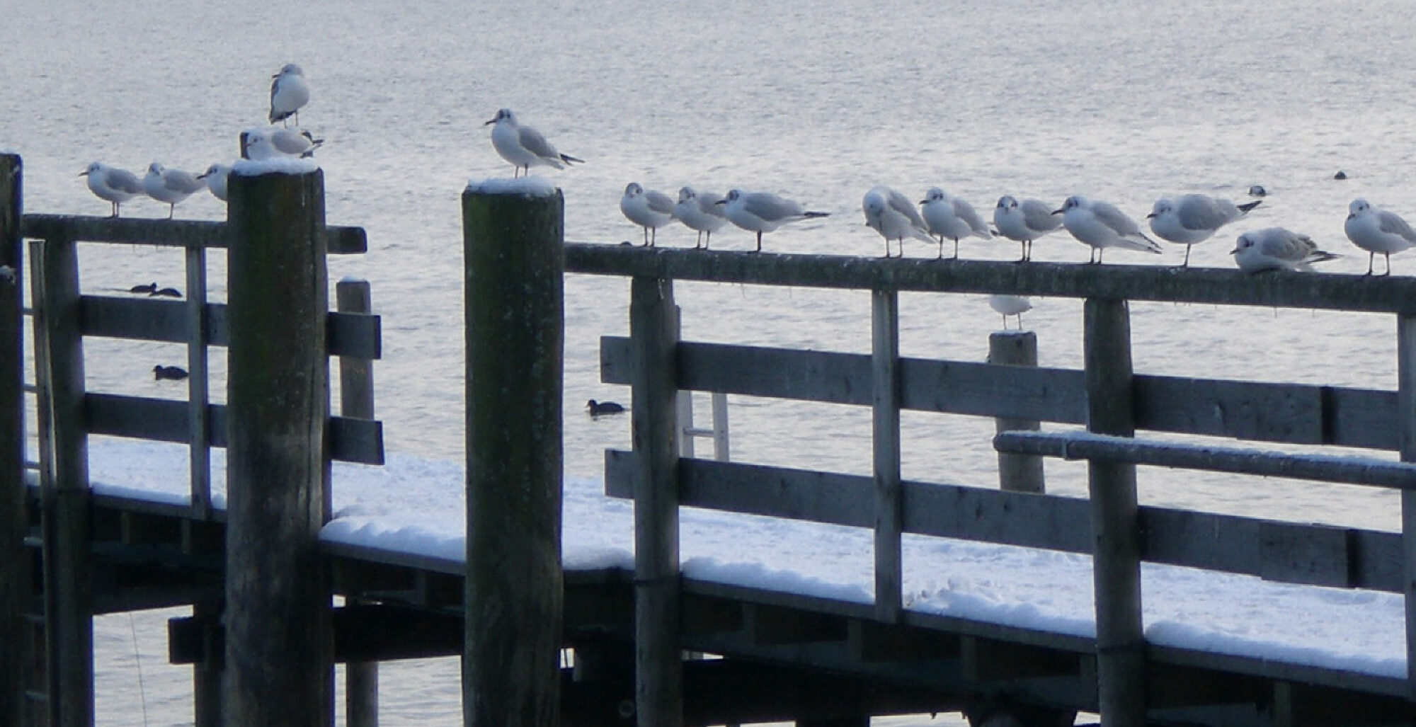 Möwen sitzen auf einem Pier am See und schauen in die Weite