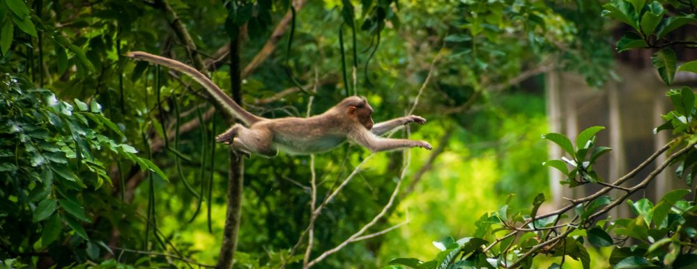 Affe springt von Baum zu Baum, symbolisiert hier die inneren kritischen Stimmen, den "Affengeist"
