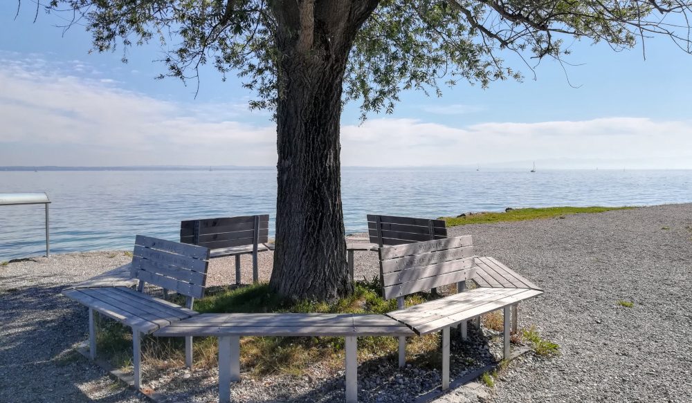Bänke um einen Baum gruppiert, dahinter ein See