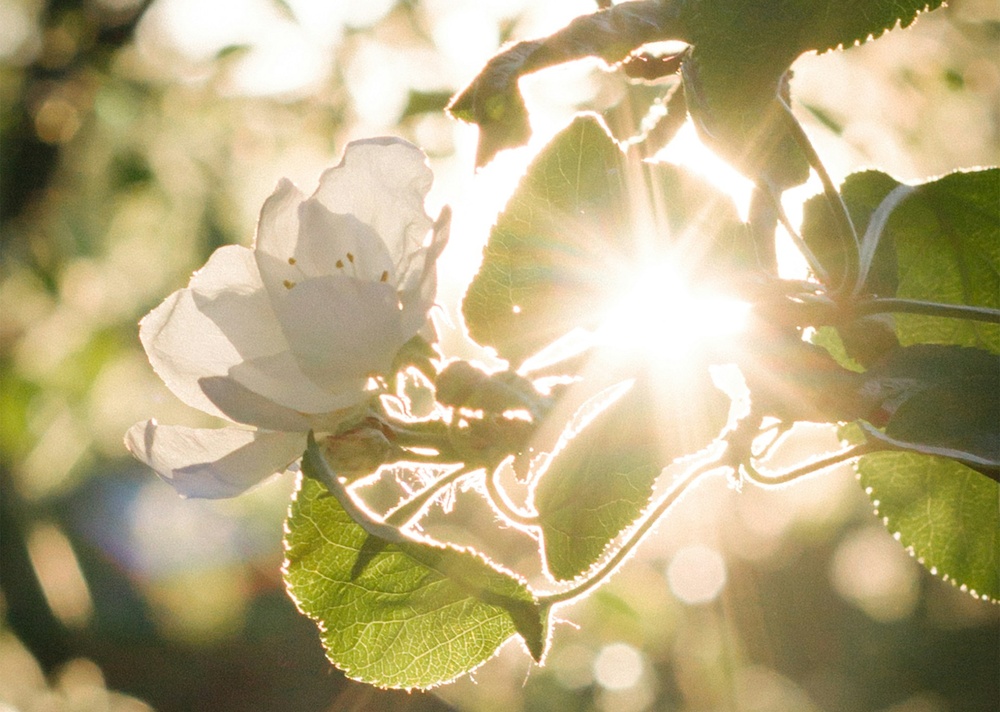 Blühender Baum mit Sonnenstrahlen