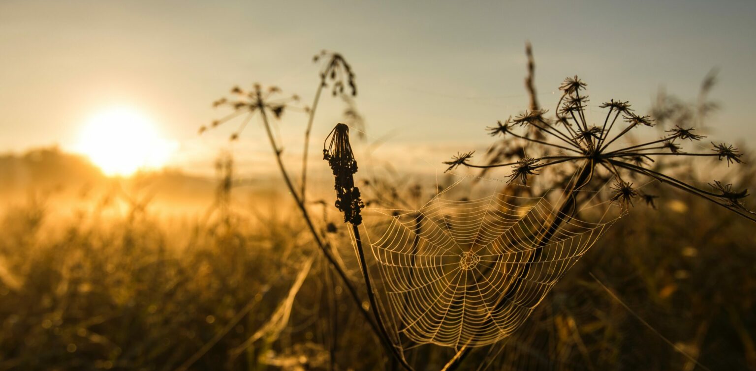 spinnennetz auf vertrockneten pflanzen im abendlicht