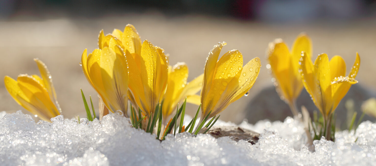 gelbe Krokusse im Schnee