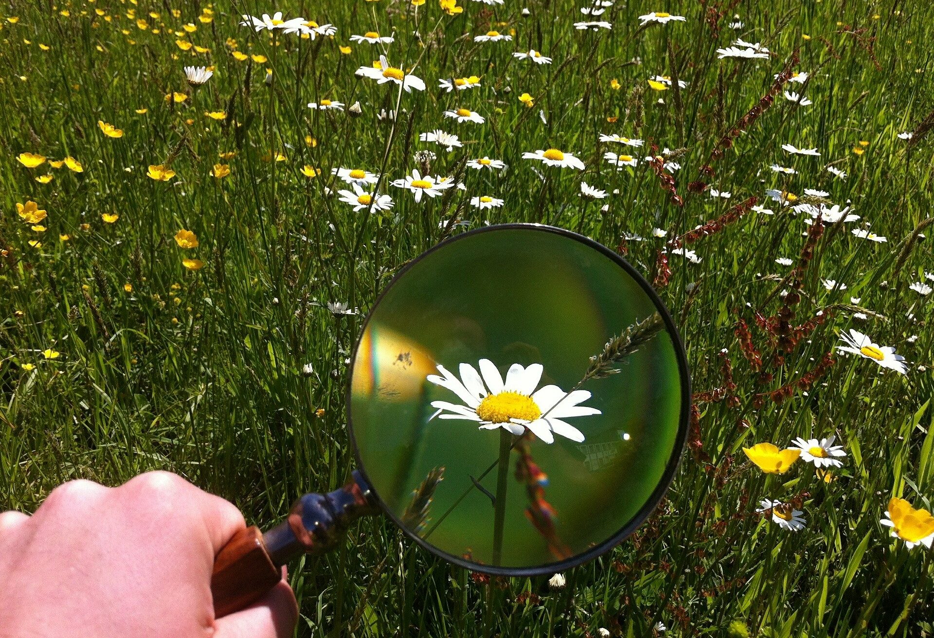 Jemand hält auf einer Wiese eine Lupe über ein Gänseblümchen, das durch das Glas dann stark vergrößert erscheint.