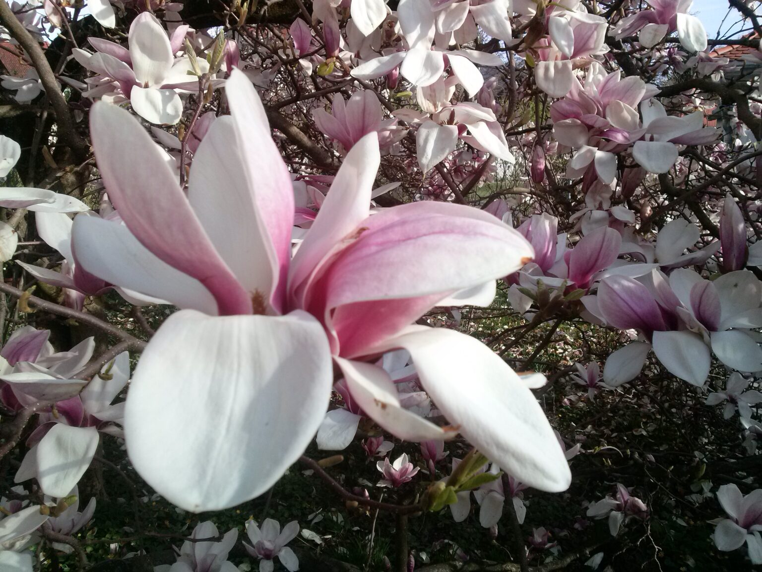 blühende Magnolie