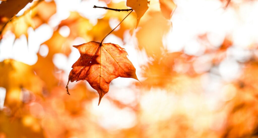 Fallendes Blatt im goldenen Herbstlicht.