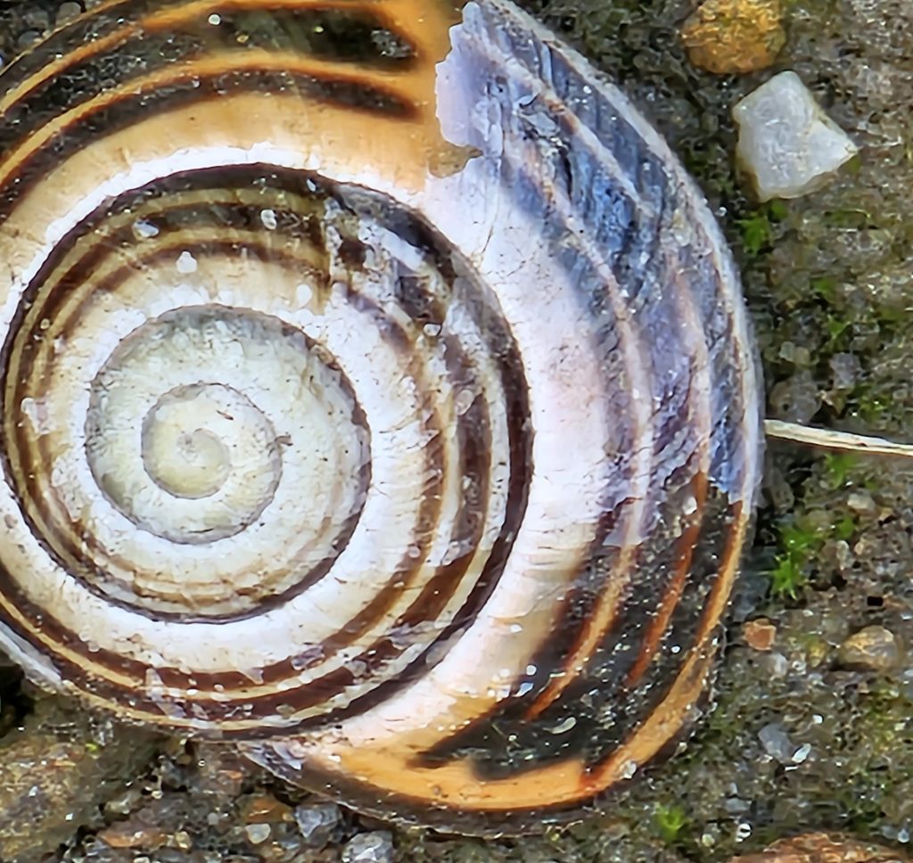 Schneckenhaus mit schwarzen Streifen auf einem steinigen Untergrund