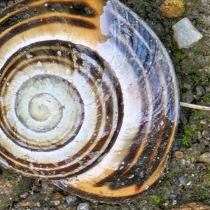 Schneckenhaus mit schwarzen Streifen auf einem steinigen Untergrund