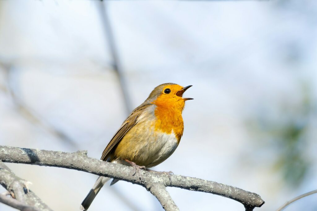 Singender Vogel auf winterlichem Ast