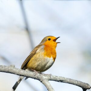 Singender Vogel auf winterlichem Ast