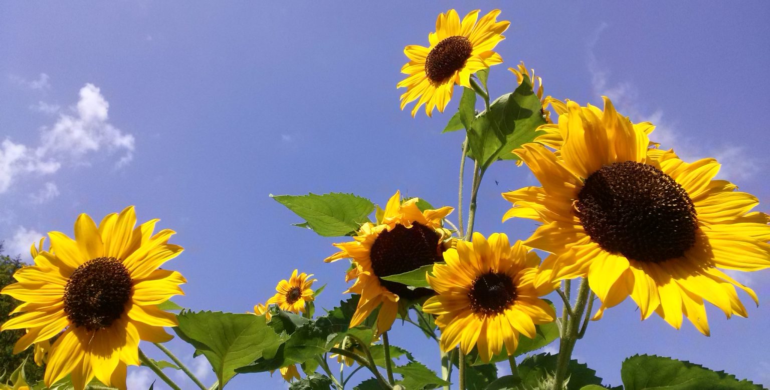 Sonnenblumen, dahinter blauer Himmel